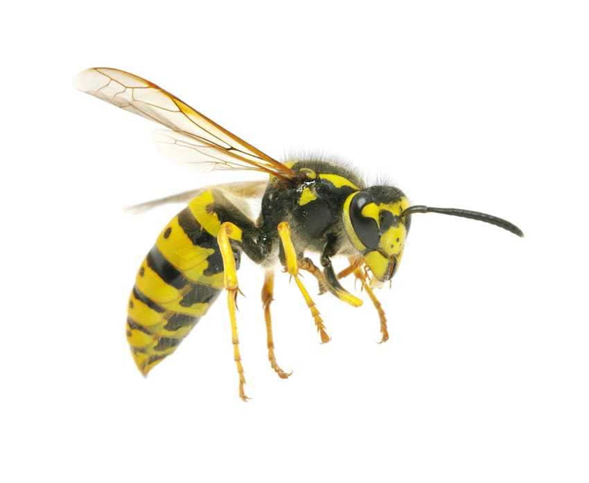 guepe - Quelle est la différence entre une abeille et une guêpe ?